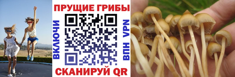 где купить наркоту  Бор  blacksprut ТОР  Псилоцибиновые грибы Psilocybine cubensis 